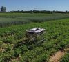 Autonome mobile Roboter wie der CURTdiff des Fraunhofer IPA werden in der Landwirtschaft der Zukunft eine wichtige Rolle spielen. CURTdiff kann Pflanzreihen autonom erkennen und abfahren und so etwa für die Beikrautregulierung eingesetzt werden.