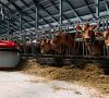 Roboter bringt Kühen im Stall Futter