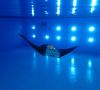 künstlicher Mantarochen-Roboter unter Wasser in einem Pool