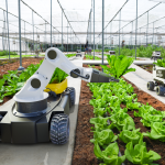 Das Bild zeigt einen Roboterarm auf einer fahrbahren Plattform, der in einem Gewächshaus Setzlinge pflanzt