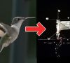 bionische roboter 2019. Quelle: Quelle: Purdue University Mechanical Engineering (Youtube) - “Hummingbird Robots: Naturally Intriguing”